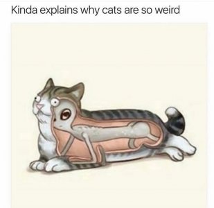 kinda-explains-why-cats-are-so-weird.jpg