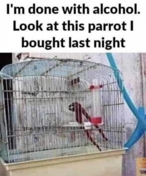 parrot.jpg