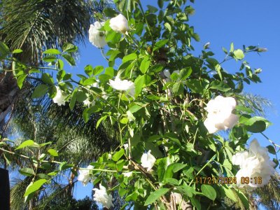 IMG_6265.JPG
