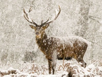Stag.jpg