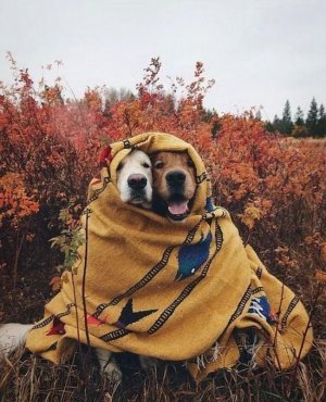 animals.jpg