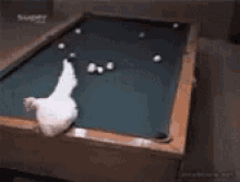 hen-egg-pool.gif