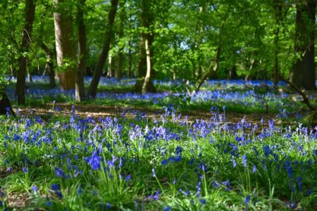 blue bells.jpg
