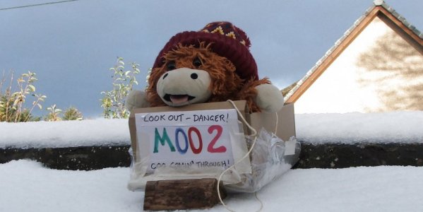 moocoo24.jpg