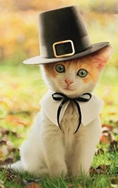 cat pilgrim.jpg