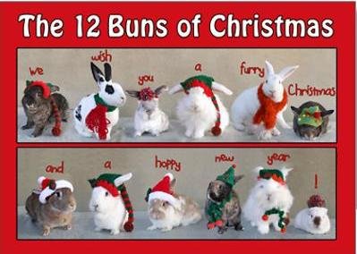 12 buns of christmas.jpg