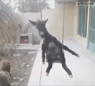 goat-in-swing.gif