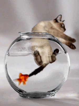 Messenger_creation_509B724B-EC14-4BCA-969C-F3C23B214328.gif