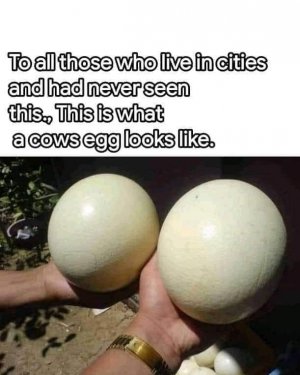 cow eggs.jpg