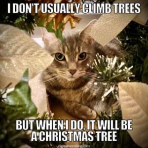 cat-and-christmas-tree-meme-320x320.jpg