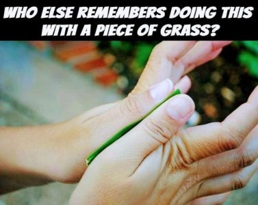 grass .jpg