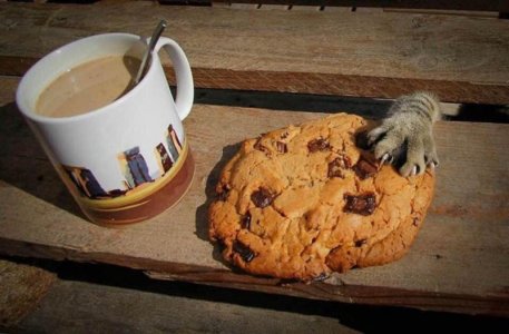 cattitude cookie.jpg