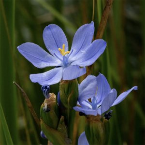 Orthrosanthus-multiflorus-thebotanicalplanet-s.jpg
