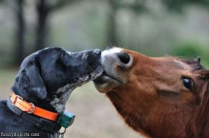 Dog_And_Horse_Kiss.jpg