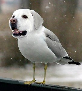 dogbird10.jpg