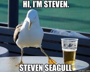 MEME---Bird_1.jpg