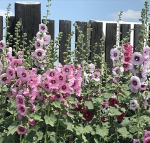 E88E8BCB-0E74-45D4-80C0-BDC8993426AC.jpg E88E8BCB-0E74-45D4-80C0-BDC8993426AC.jpg