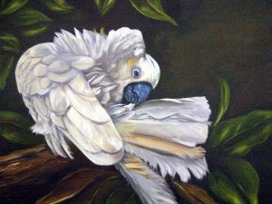 cockatoo-preening-anne-kushnick.jpg
