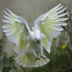 sulphur_crested_cockatoo_157_by_chezem.jpg