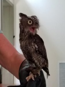 owl (600x800).jpg owl (600x800).jpg