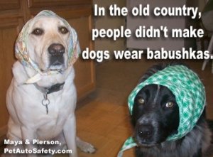 dogs-babushkas.jpg