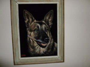 dog (800x600).jpg