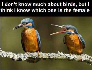 male bird.jpg