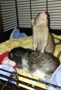 37032499_10211343041363058_8366283219556892672_n.jpg 37032499_10211343041363058_8366283219556892672_n.jpg