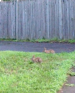 bunnies 7-28-18.jpg