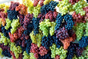 Grape-Wall1.jpg