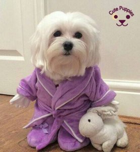 Maltese-Puppy-2.jpg