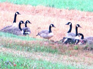 Geese gleaning.jpg