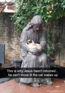 funny-pics-cat-snapchat-35-5b06b9b1dc754__700.jpg