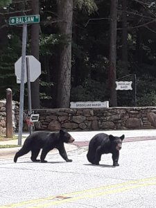 bears 2.jpg bears 2.jpg