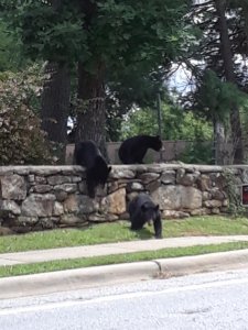 bears 3.jpg bears 3.jpg