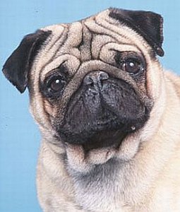 lg_pug1.jpg