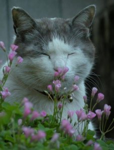 image.jpeg