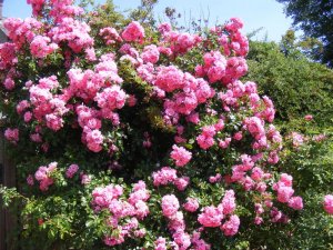 DSCF6716.jpg