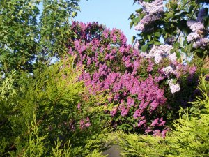 DSCF5611.jpg