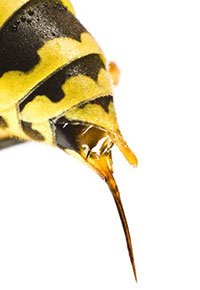 yllowjacketstinger.jpg yllowjacketstinger.jpg