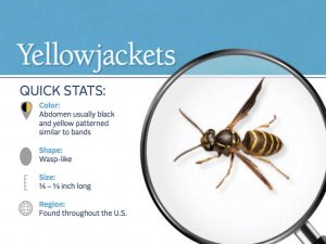 yellowjacket-pest-id-card_front.jpg yellowjacket-pest-id-card_front.jpg