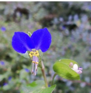 Asiatic dayflower.jpg