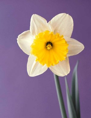 Daffodil.jpg