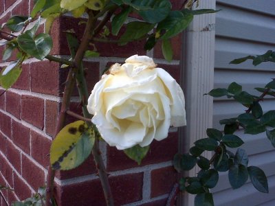 Yellow Rose.jpg