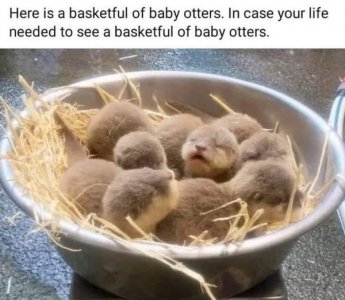 otters.jpg
