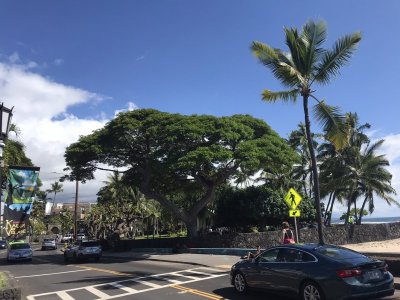 Heilo Hawaii2.JPEG Heilo Hawaii2.JPEG