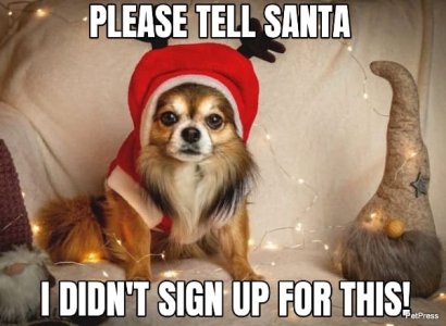 pomeranian-christmas-meme-petpress-149712-1.jpg