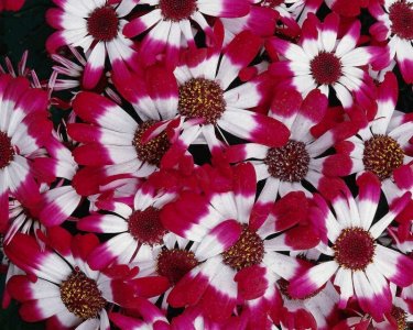 DAISIES3.jpg