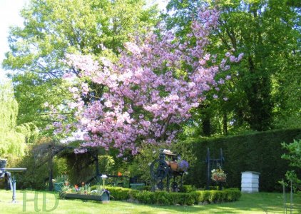 garden-HD.jpg