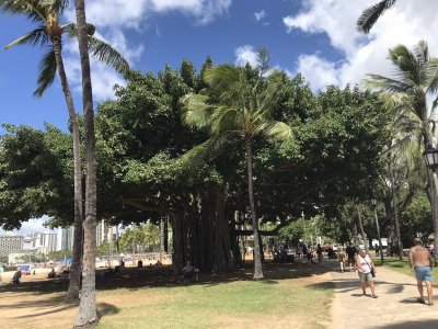 Banyon Tree Honolulu.JPEG